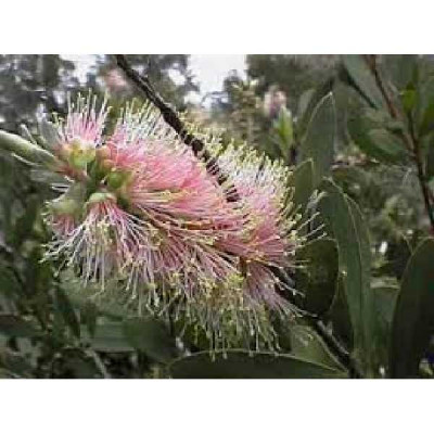 CALLISTEMON viminalis Rose opal