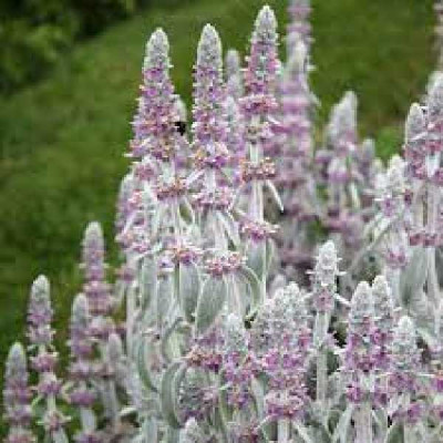 STACHYS  Byzantina silver carpet