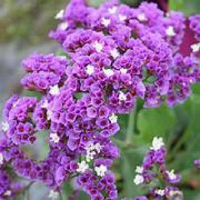 LIMONIUM  Latifolium Salt lake