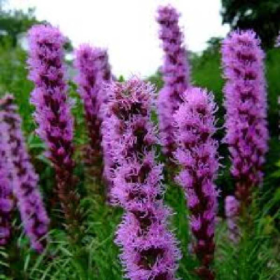 LIATRIS  spicata Kobold