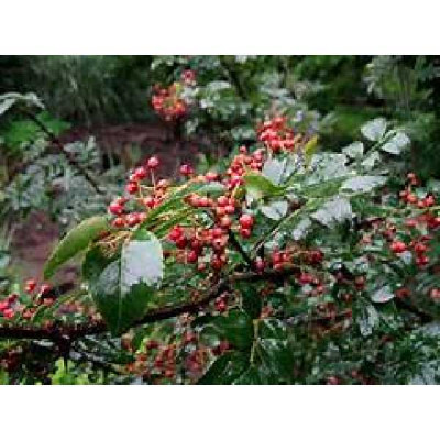 ZANTHOXYLUM armatum
