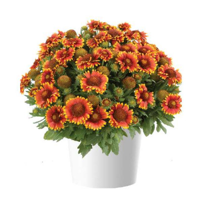GAILLARDE