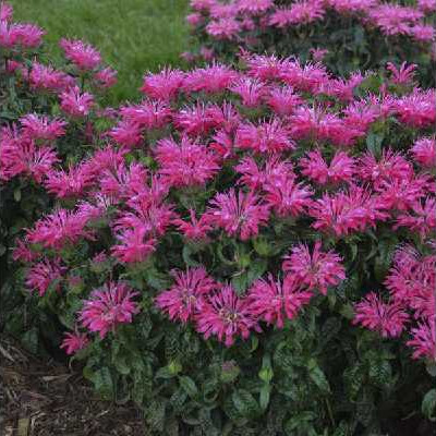 MONARDA
