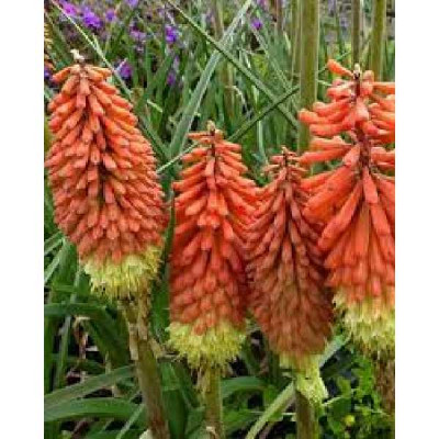 KNIPHOFIA  royal standard