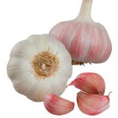 AIL EDEN ROSE BERNARD POTAGER