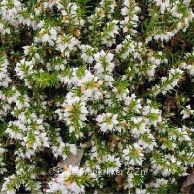 ERICA darleyensis White perfection