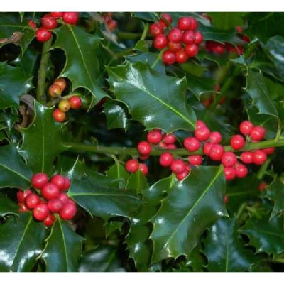 ILEX aquifolium Blue angel