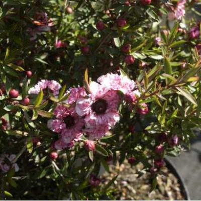 LEPTOSPERMUM scoparium Coral candy