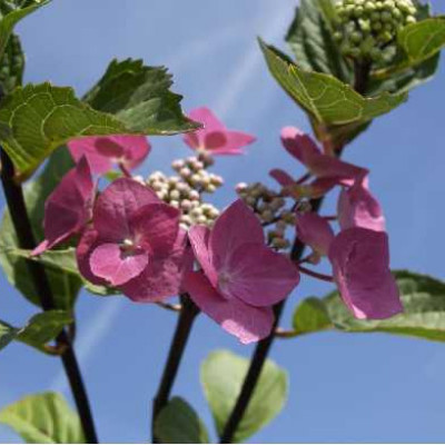 HYDRANGEA  Zorro rose