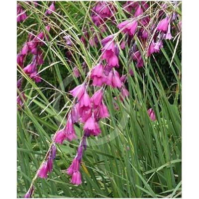 DIERAMA  Pendula