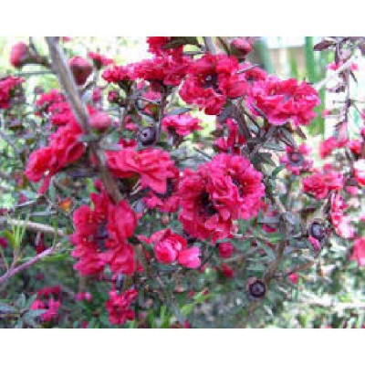LEPTOSPERMUM scoparium Red damask