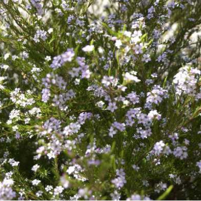 DIOSMA hirsuta Pink foutain