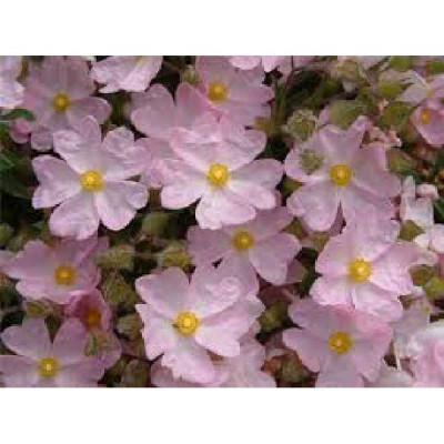 CISTUS  Skanbergii