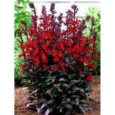 LOBELIA