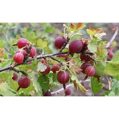 RIBES uva-crispa Rouge