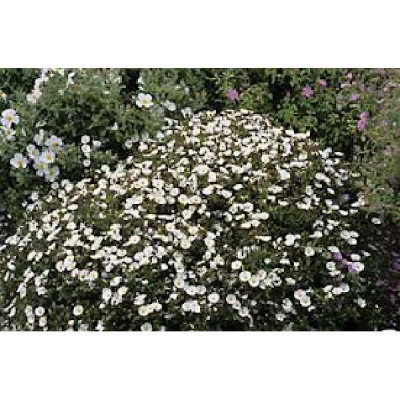 CISTUS florentinus Rampant