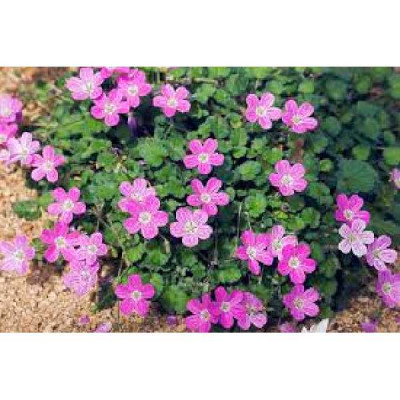 ERODIUM variabile Bishop's form