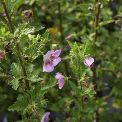 ANISODONTEA scabrosa Miss pinky