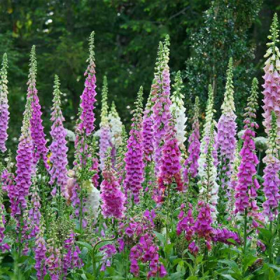 DIGITALIS