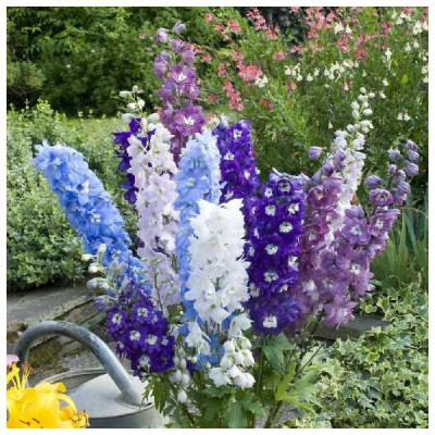 DELPHINIUM