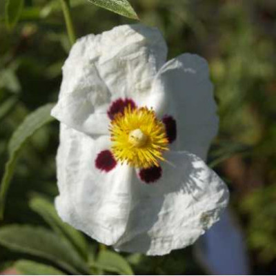 CISTUS purpureus Alan frad