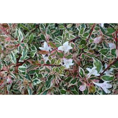 ABELIA grandiflora Happy daydream®