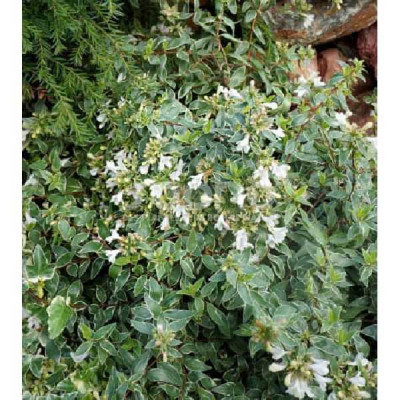 ABELIA grandiflora Lucky lots®