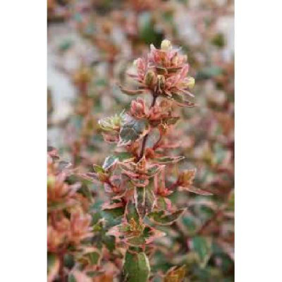 ABELIA grandiflora Magic daydream®