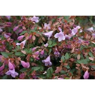 ABELIA grandiflora Pink pong®
