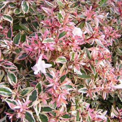 ABELIA grandiflora Confetti