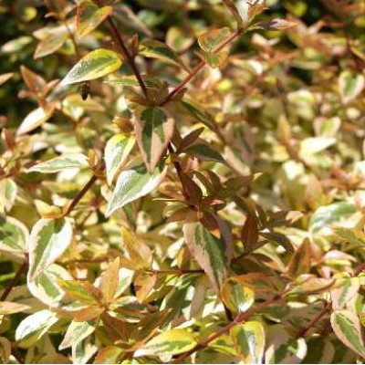 ABELIA grandiflora Kaleidoscope®