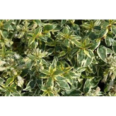 ABELIA grandiflora Radiance®