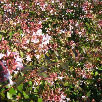 ABELIA grandiflora Semperflorens