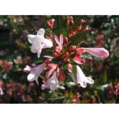 ABELIA grandiflora Sherwood