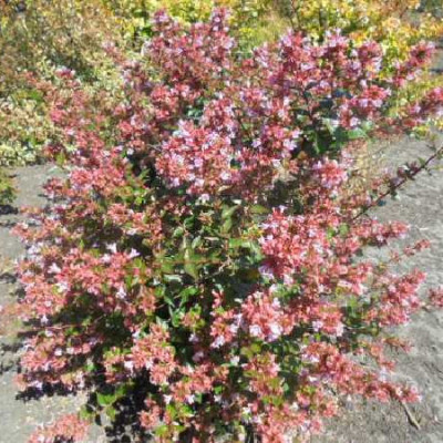 ABELIA grandiflora Raspberry profusion