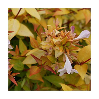 ABELIA grandiflora Gold touch®
