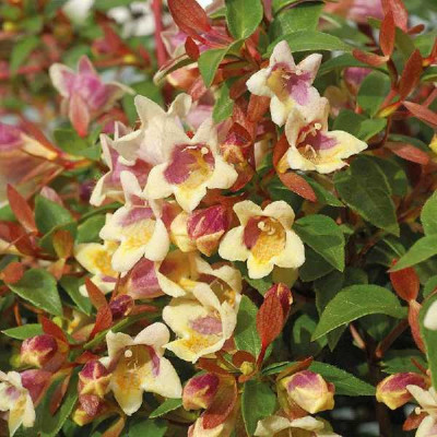 ABELIA grandiflora Sunny charm®