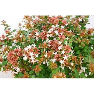 ABELIA  zanderi Little richard