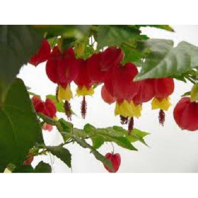 ABUTILON megapotanicum
