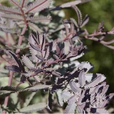 ACACIA bayleiana Purpurea