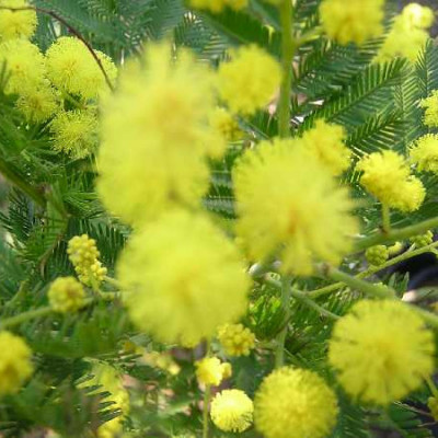 ACACIA acinacea