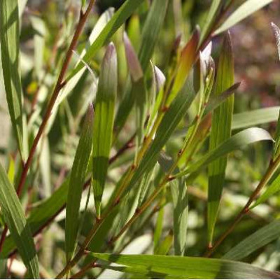 ACACIA longifolia