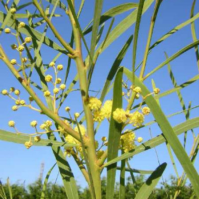 ACACIA retinoides