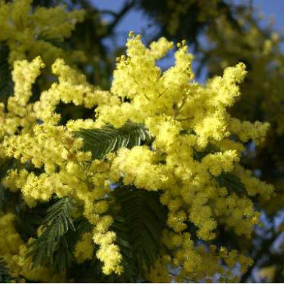 ACACIA dealbata Le gaulois