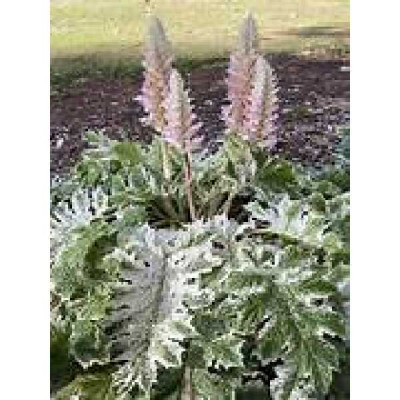 ACANTHUS mollis Tasmanian angel