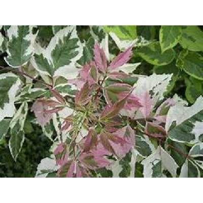 ACER negundo Flamingo