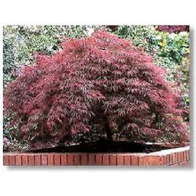 ACER palmatum Atropurpureum