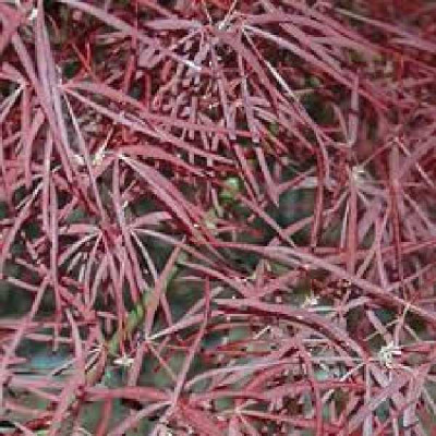 ACER palmatum greffe Red pygmy