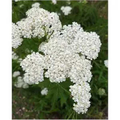 ACHILLEA millefolium Proa