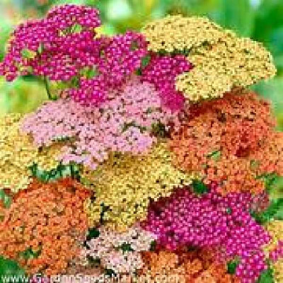 ACHILLEA MIXT TRIOMIO